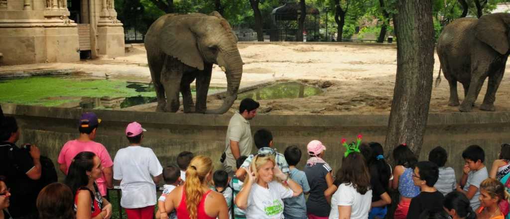 ¿Por qué los elefantes del zoo porteño tienen abogados?