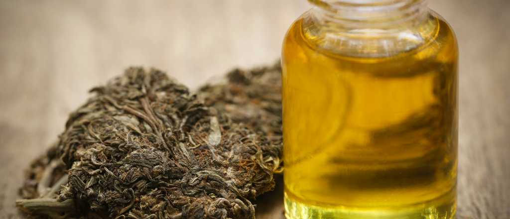 Diputados de Mendoza aprobaron el uso medicinal del aceite de Cannabis