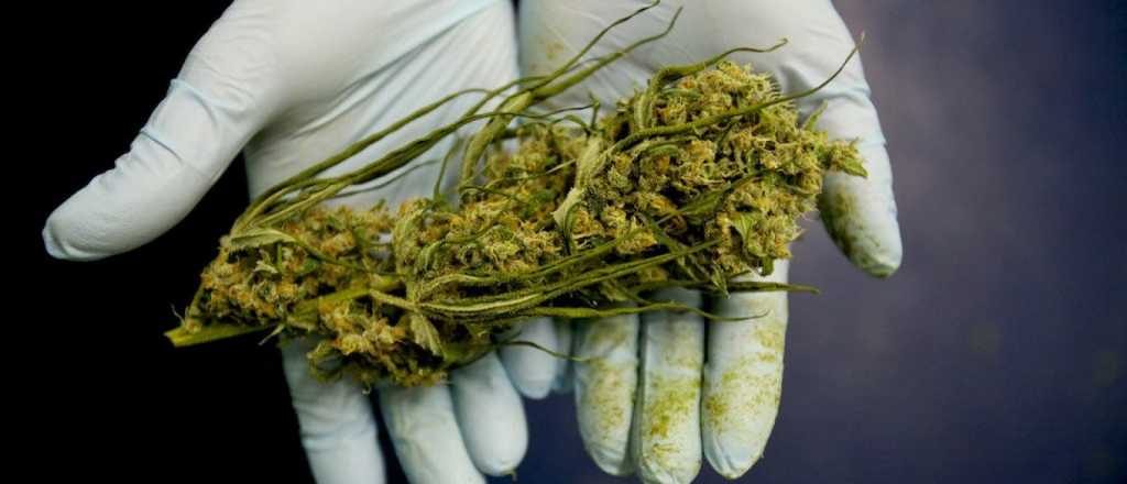 Aprueban el cultivo legal de marihuana en Holanda 