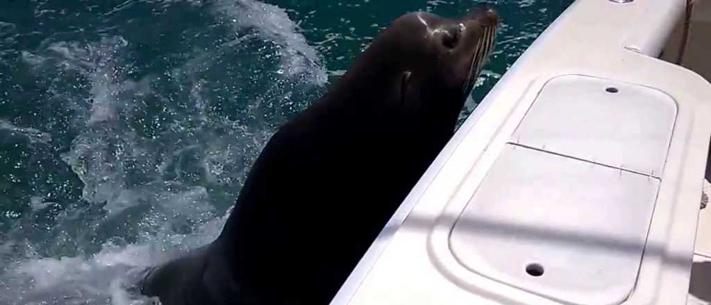 Video: una foca muy tierna y . . . &iexcl;con hambre!