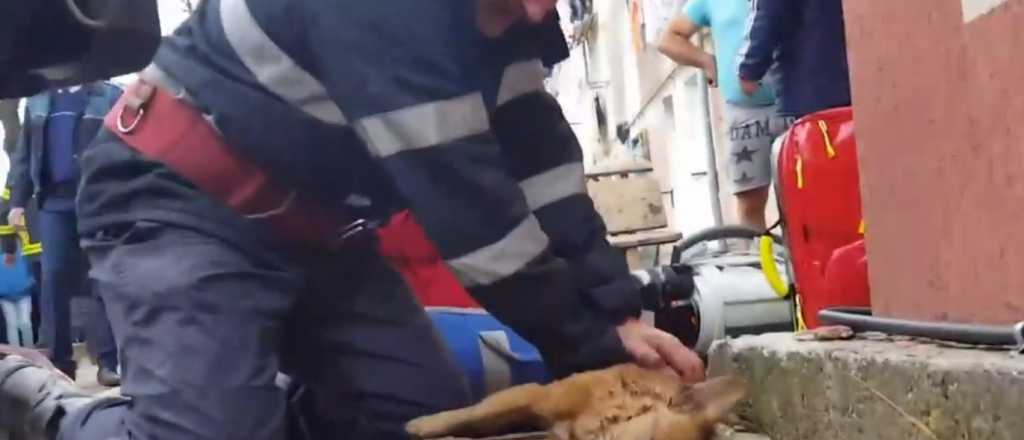 Héroe: así un bombero resucitó a un perro inconsciente