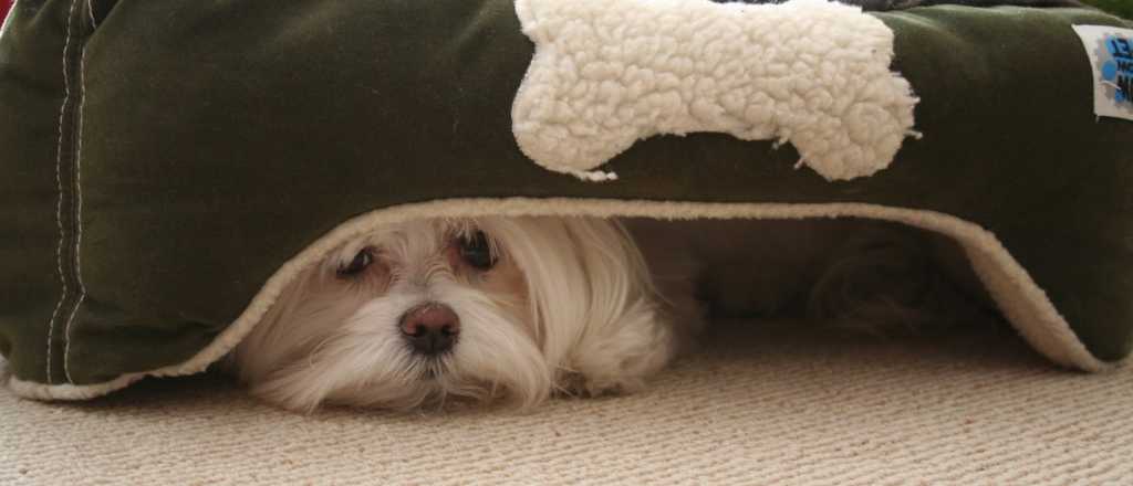 Pirotecnia: las terapias alternativas para reducir el estrés en mascotas