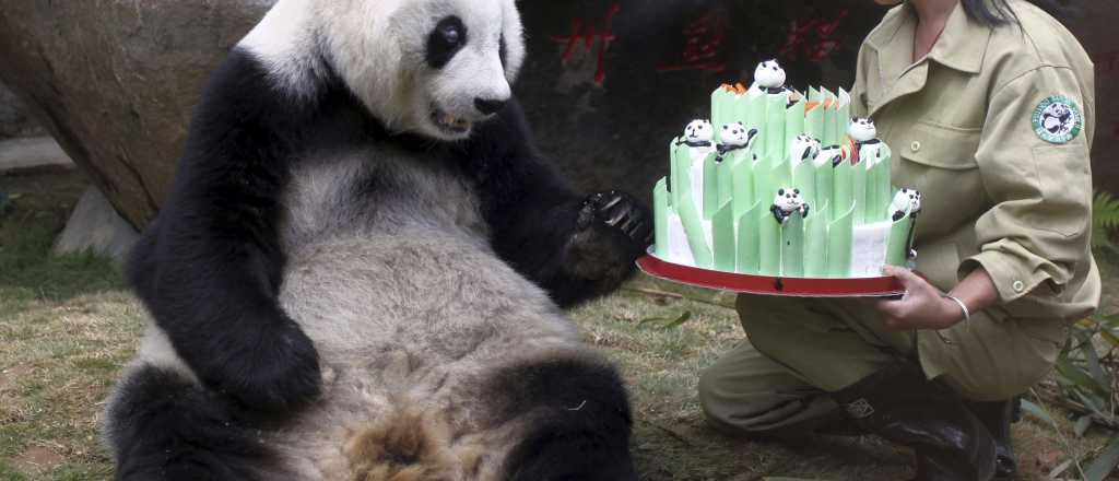 Muere el Oso Panda más viejo del mundo