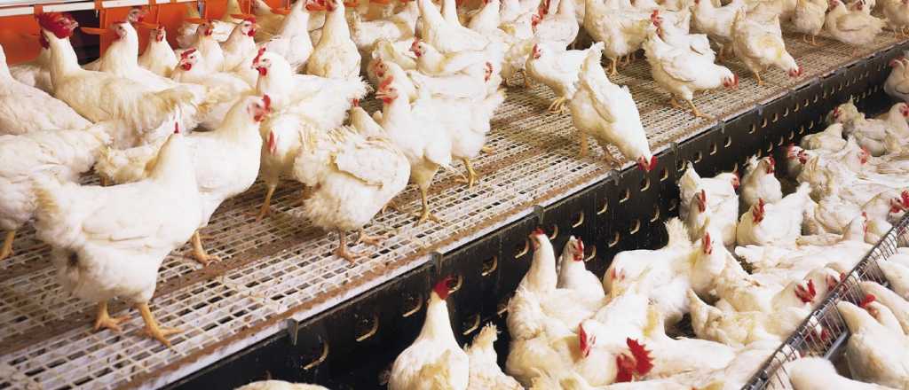 La producción de carne aviar subió en siete meses 6,3% anual
