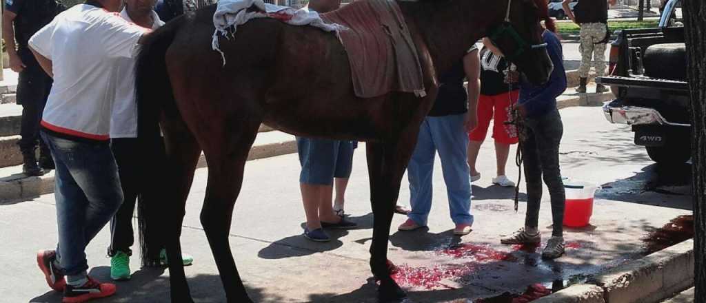 Un caballo se escapó y se desangró en Godoy Cruz