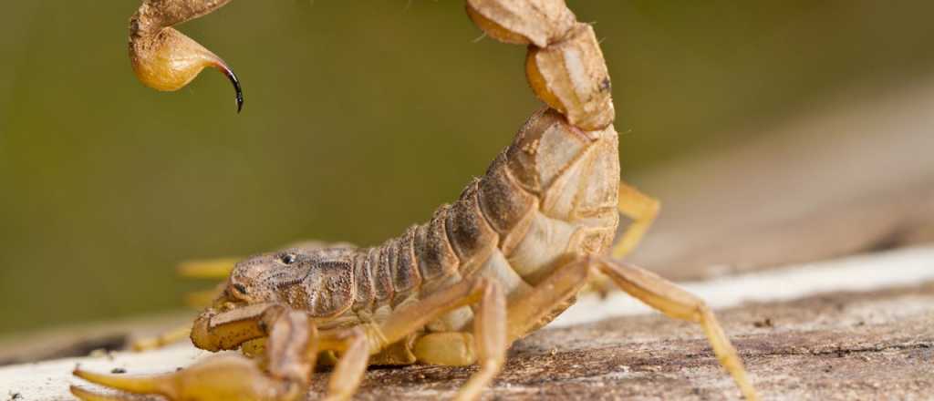 Importante: qu&eacute; hay que hacer y qu&eacute; no si un alacr&aacute;n te pica en Mendoza