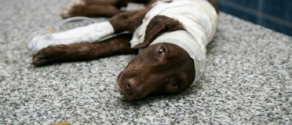 Murió Chocolate, el cachorro despellejado en Córdoba