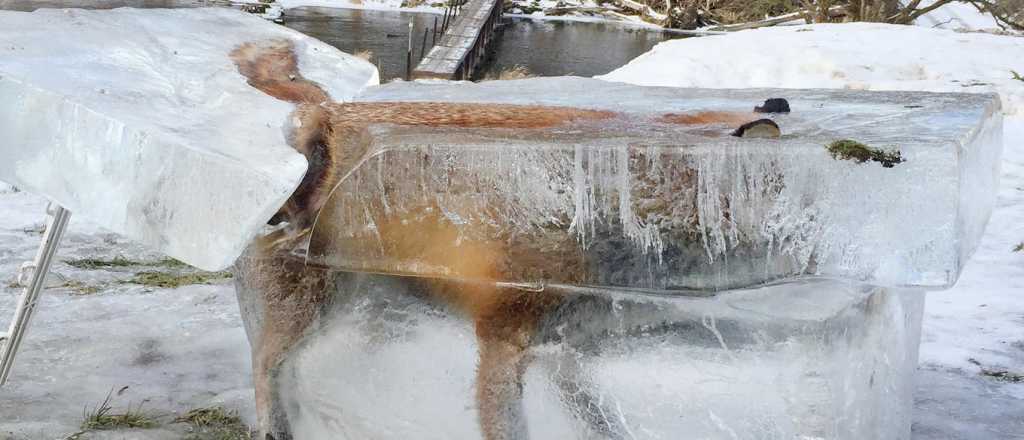 Duro invierno europeo: encontraron un zorro congelado