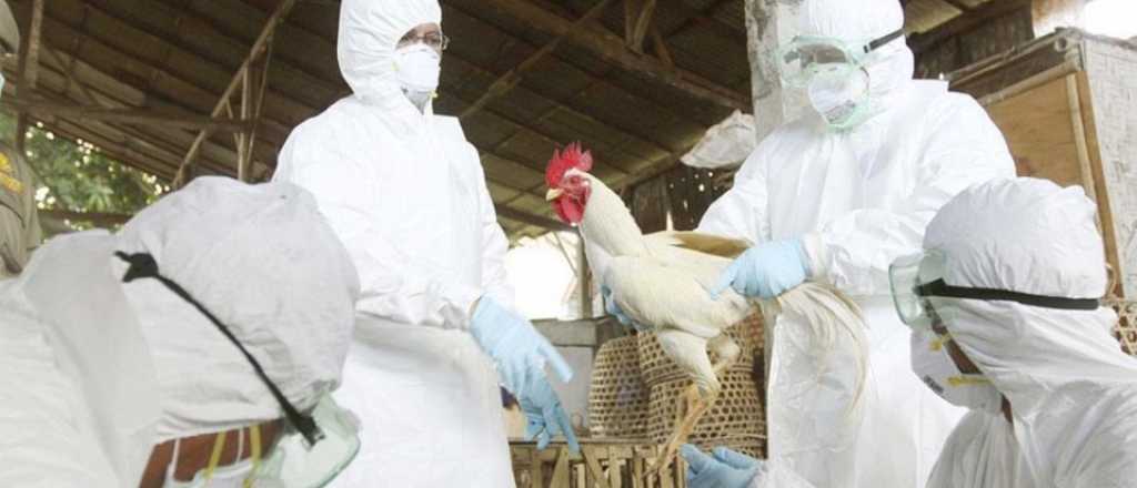 Gripe aviar: sigue la preocupación por los tres muertos en La Serena