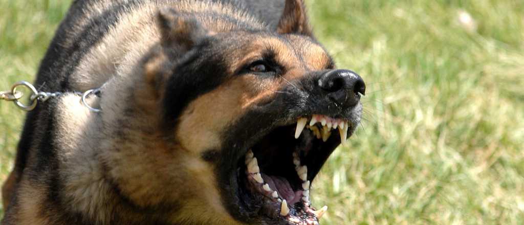 Cinco cosas que tenés que hacer si te ataca un perro