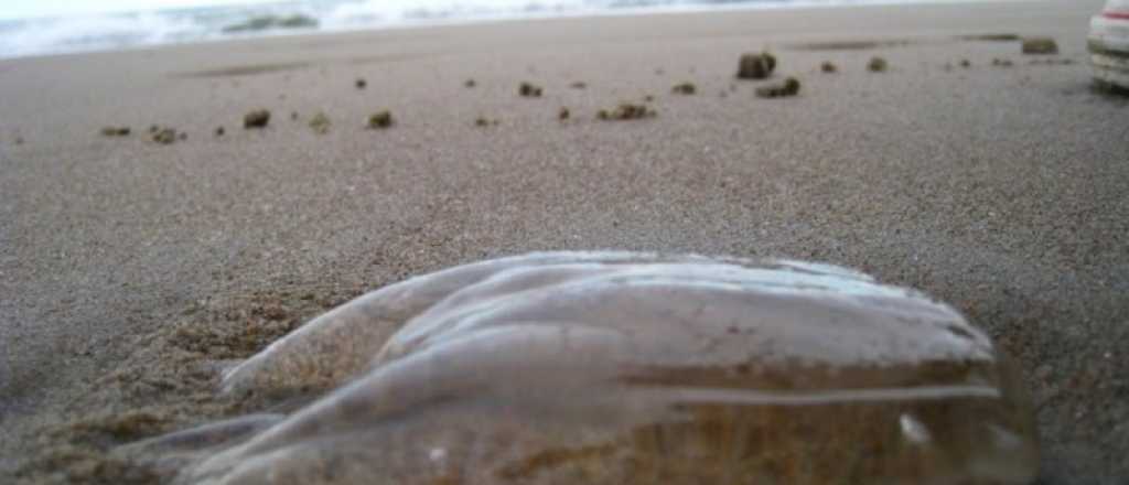 Verdadero o falso: ¿Sirve hacer pis sobre una picadura de aguaviva?