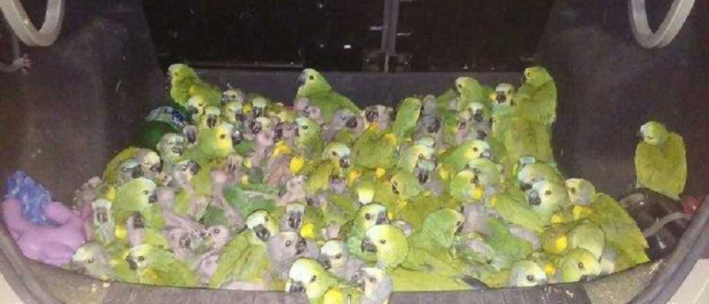 Secuestran en C&oacute;rdoba 146 loros que eran trasladados en forma ilegal