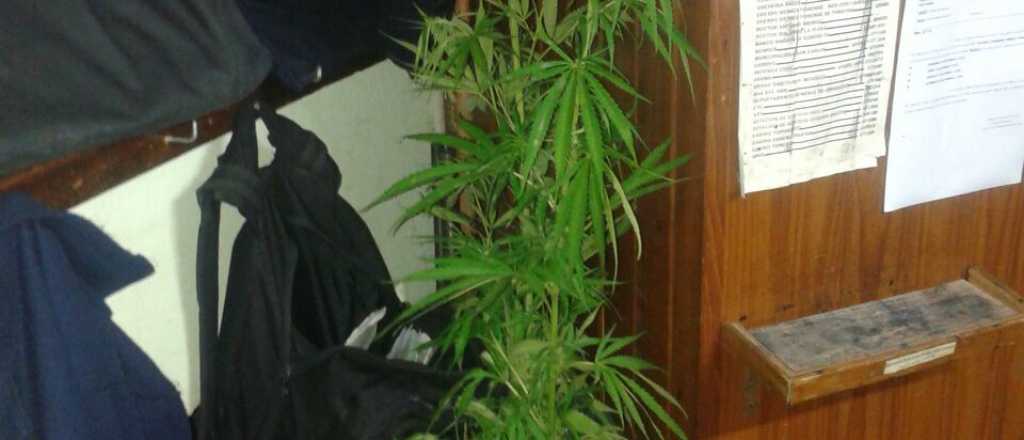 Encuentran plantas de marihuana en un lote baldío en La Consulta