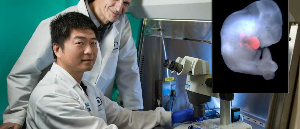 Crearon embriones mitad humanos y mitad cerdos