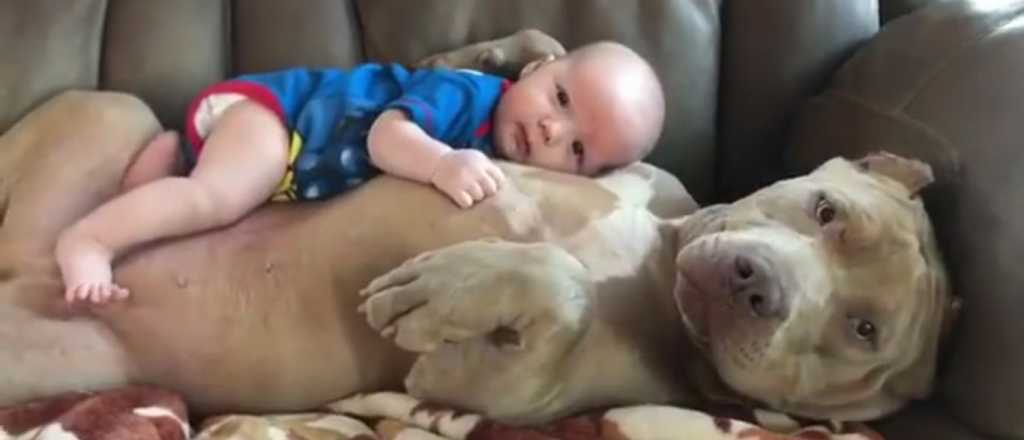 Video: un bebé y un pitbull con una relación muy especial