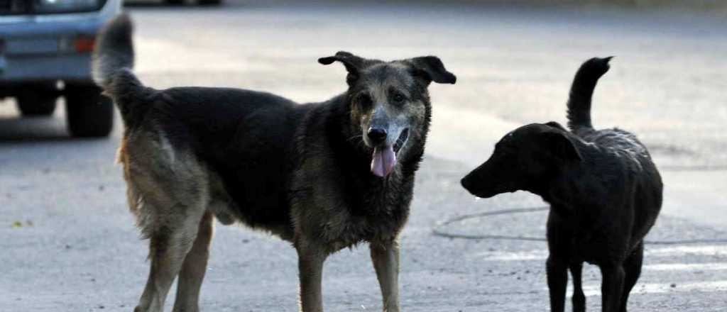 Dejaron carne con veneno en la calle para matar mascotas de Tunuyán