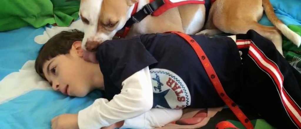 Quieren que perros callejeros brinden servicios a la comunidad