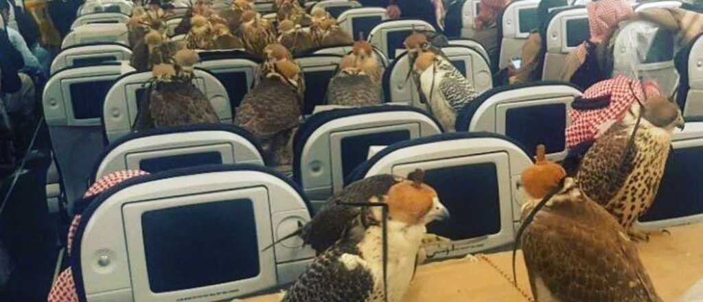 Un príncipe árabe compró pasajes para sus 80 halcones
