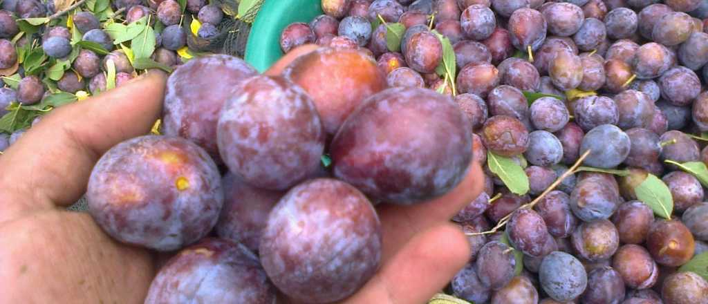 La zona Sur lidera la producción frutícola de Mendoza