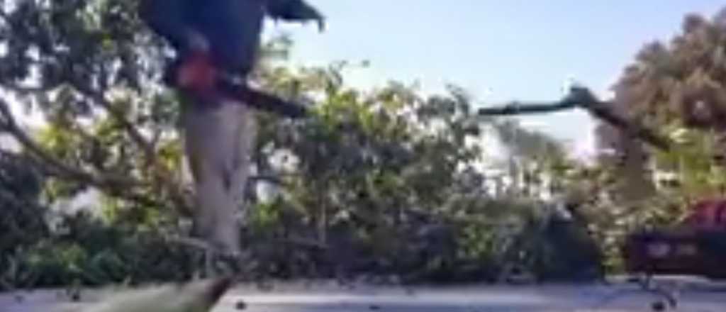 Video: talando árboles en Mendoza con la cámara acelerada