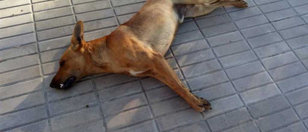 Conmoción en un pueblo de Córdoba por una masiva matanza de perros