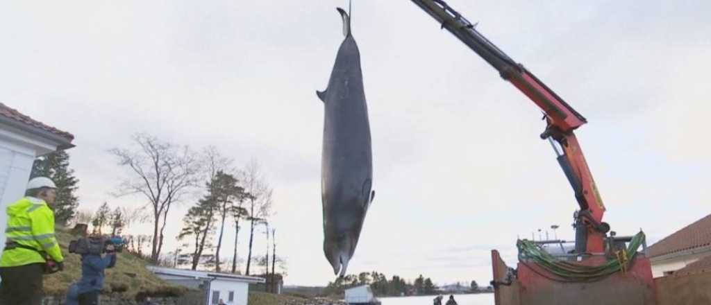 Sacrificaron a una ballena que tenía bolsas de plástico en el estómago 