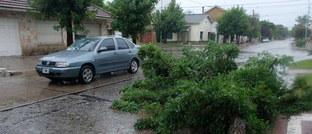 Fuerte temporal en Mar del Plata: más de 100 árboles caídos