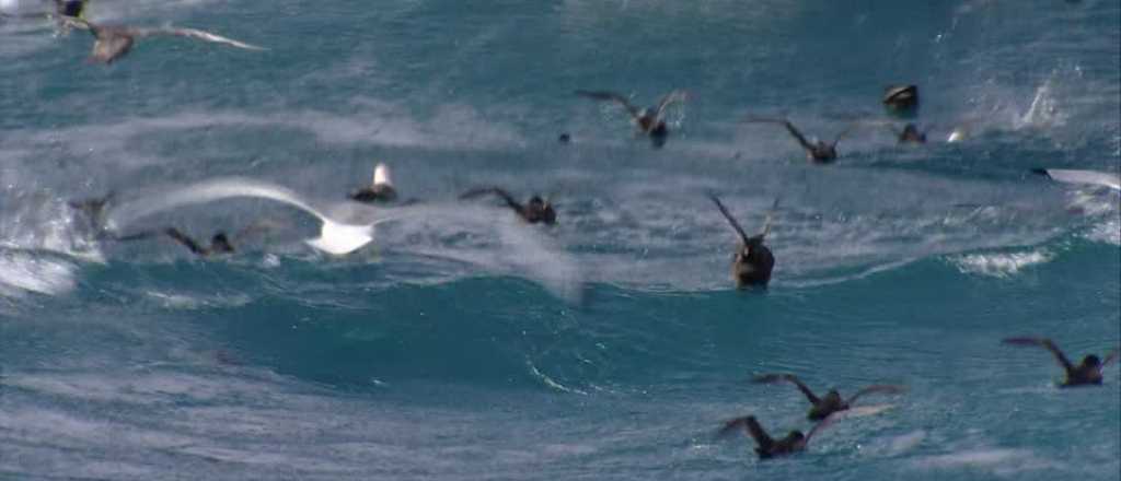 Video: imperdibles im&aacute;genes de gaviotas pescando en el mar chileno