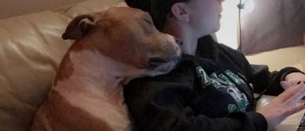 Conmovedor: un pitbull no deja de abrazar a su dueña luego de adoptarlo