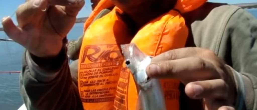 Video: mendocino te enseña a pescar pejerreyes en el Embalse El Carrizal