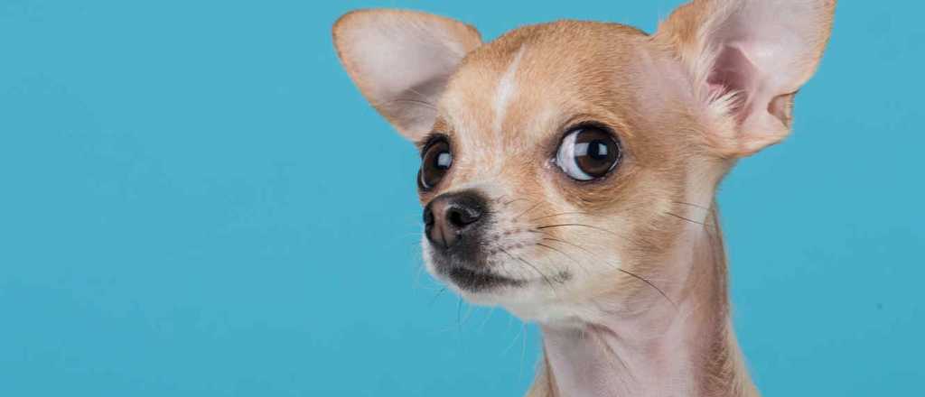 Un nene ofrecía su Play para recuperar a su perro perdido