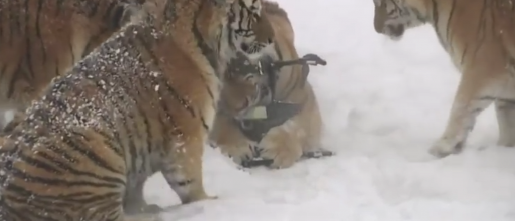Video: intentó filmar a tigres con un dron, pero se lo bajaron