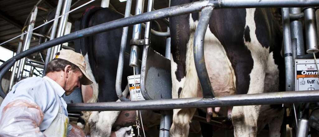 ¿Crisis? Si no mejora la situación Argentina deberá importar leche  