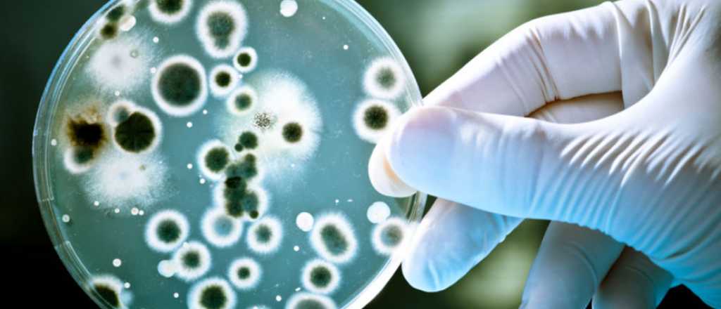Las doce bacterias que ponen en riesgo la salud mundial