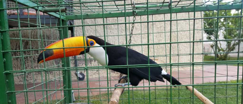 Secuestraron aves exóticas en un local de artículos regionales de Maipú