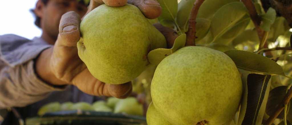 AFIP instrumenta programa que asiste a productores de peras y manzanas