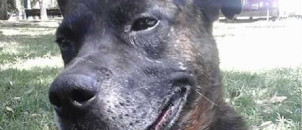 Alegría en Mendoza por la evolución de Tiger