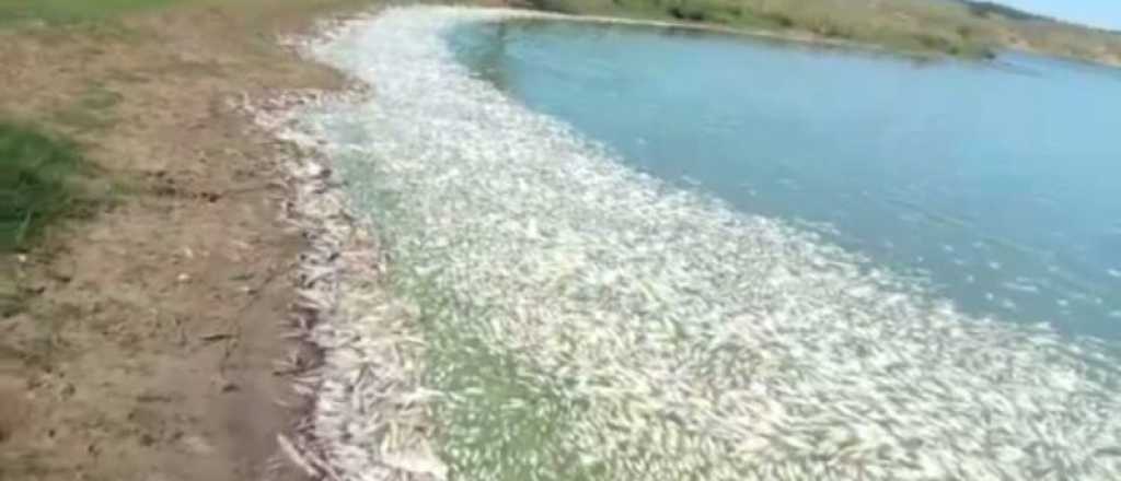 Se murieron miles de peces en San Luis