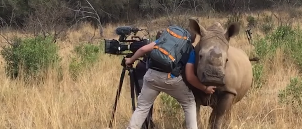 Un rinoceronte se acercó a un camarógrafo por un motivo insólito