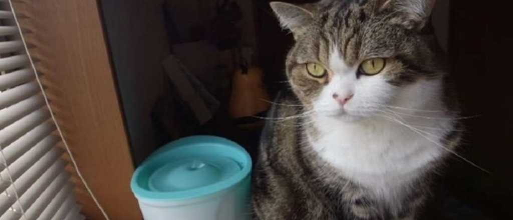 Este es el gato japonés que la rompe en Youtube y entró al Guinness