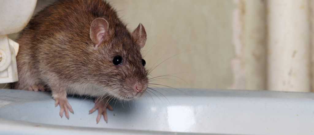 Este viernes desinfectan la Legislatura porque hay ratas