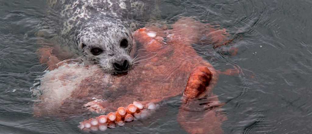 Video: feroz pelea entre un pulpo gigante y una foca