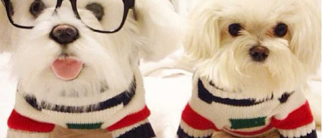 Una empresa realiza r&eacute;plicas en peluche de tus mascotas