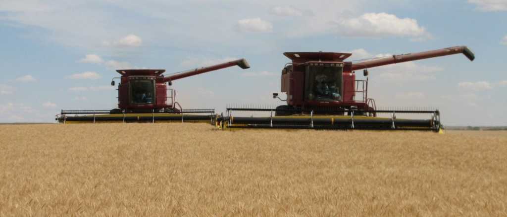 Molineros rechazan el fideicomiso para sostener el precio del trigo