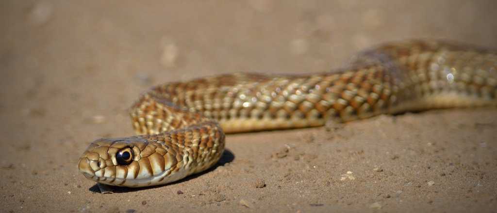 Encontraron una serpiente en una plaza de Maip&uacute;