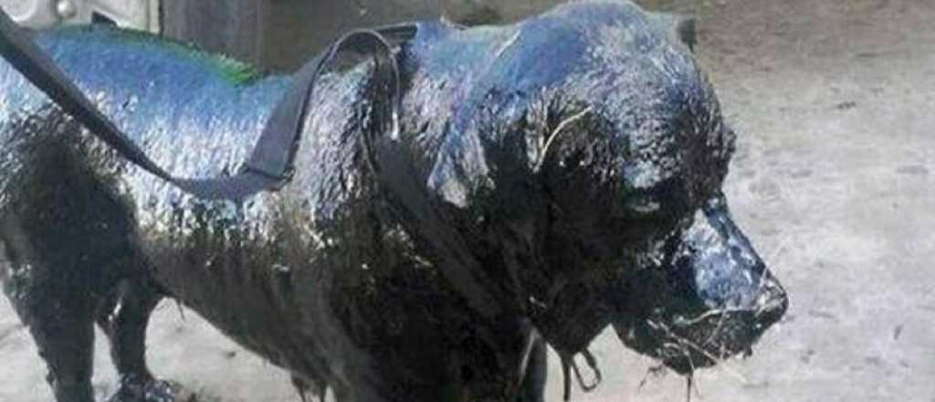 La conmovedora historia de "Petro", el perro que fue cubierto de brea