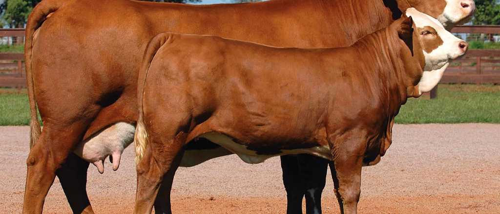 Un caso de "vaca loca" en Brasil revuelve el mercado mundial de carnes 