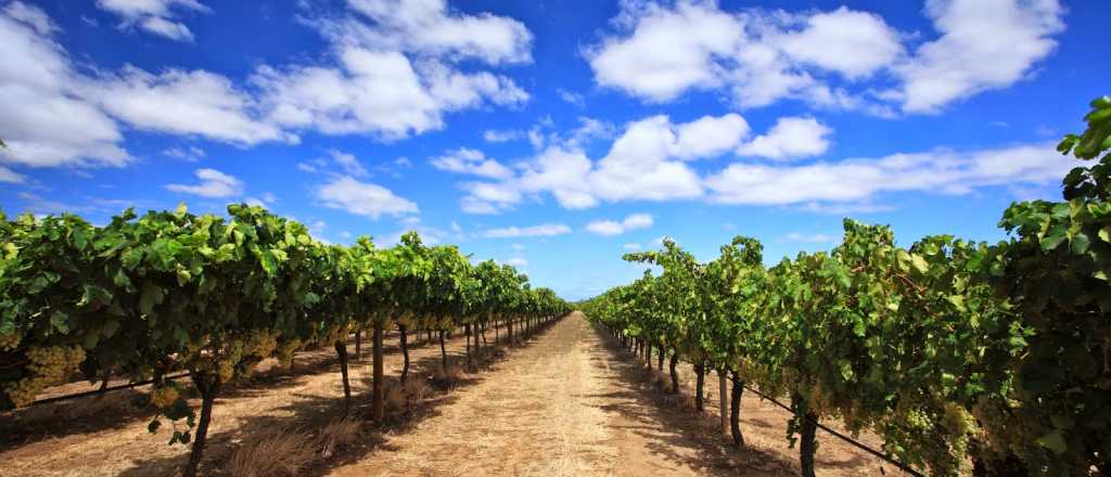 La superficie implantada con vid retrocedió a nivel nacional