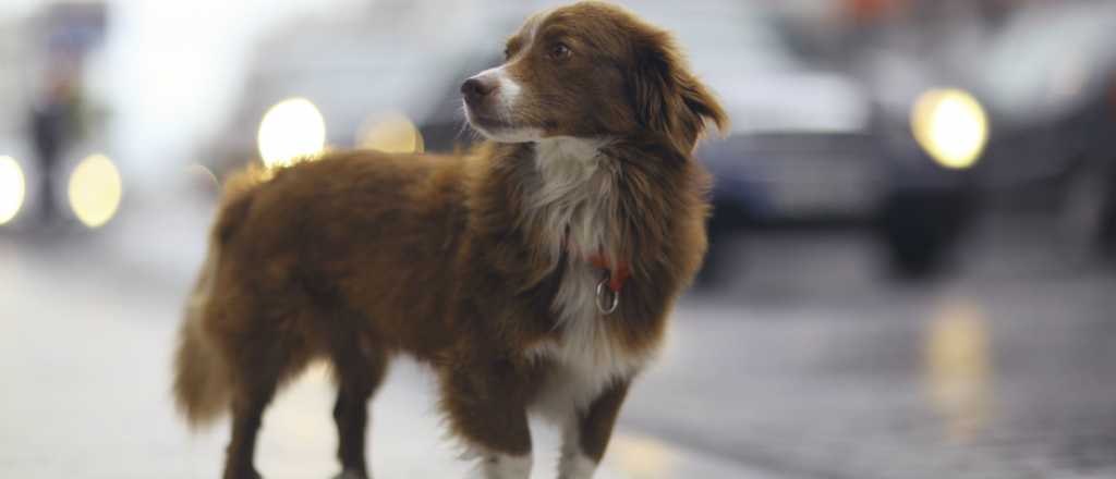 La web mendocina para encontrar mascotas perdidas
