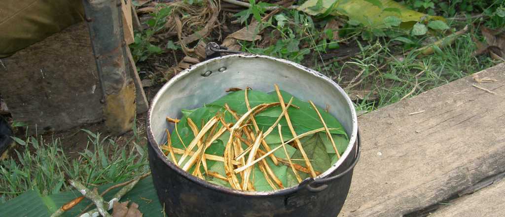 Ayahuasca: la polémica droga de moda